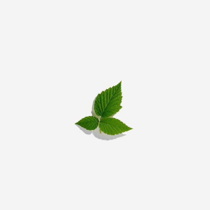 Raspberry Leaf Tea